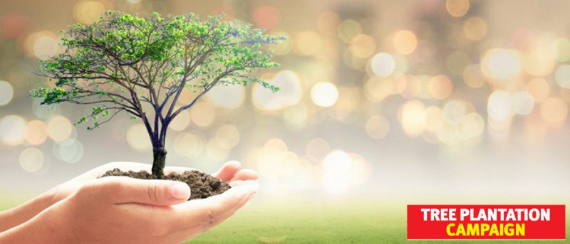 Promoting plantation by MEANS Foundation