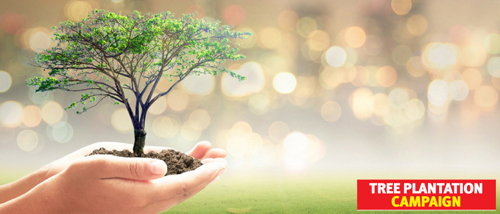 Promoting plantation by MEANS Foundation